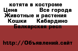 котята в костроме › Цена ­ 2 000 - Все города Животные и растения » Кошки   . Кабардино-Балкарская респ.